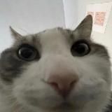 Логотип @pieceofegs - segs