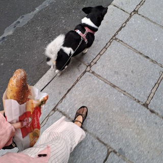 Логотип @pierrebouge - 🇨🇵 Allons-y ! LE FRANÇAIS