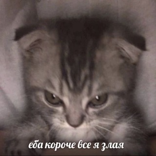 Логотип @pifpauu - Пифпау ойойой