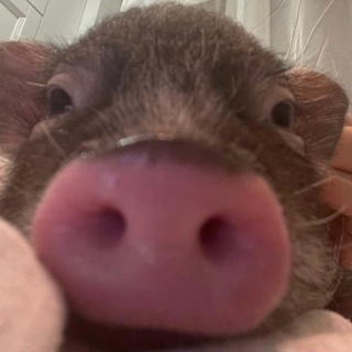 Логотип @pig_gosha - Gosha_pig