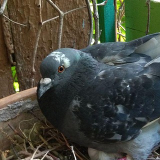 Логотип @pigeonbiggoo - Дикий голубь Большой Гу