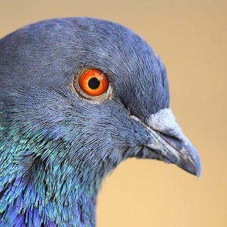 Логотип @pigeonnftprivate - NFT & CRYPTO