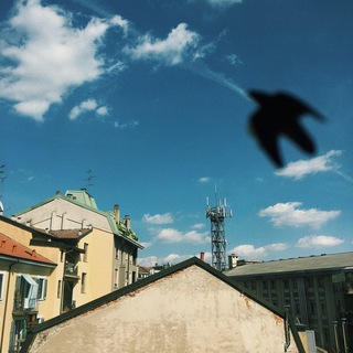 Логотип @pigeonsindenhaag - Pigeons in The Hague