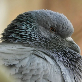 Логотип @pigeonslife - Курлык