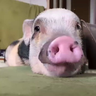 Логотип @pigislove - Piggie