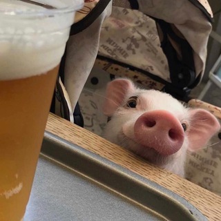 Логотип @pigs93 - Pigs (three different ones)