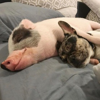 Логотип @pigsandpups - Хрюни и пёсели