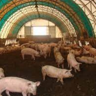 Логотип @pigspiggiespigoos - свинярник
