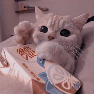 Логотип @pikchiprokotikov - 𝑷𝒊𝒌𝒄𝒉𝒊 𝒑𝒓𝒐 𝑲𝒐𝒕𝒊𝒌𝒐𝒗 💗
