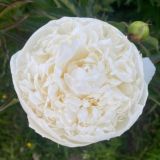 Логотип @pilotpsychology - Фиолетовое чтиво