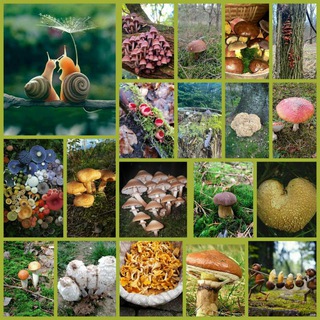 Логотип @pilzwaldfreunde1 - PilzWaldFreunde Kanal