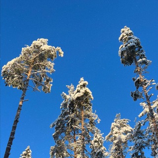 Логотип @pineblush - сияние севера