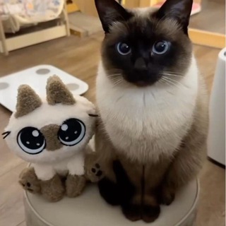 Логотип @pintideep - пинти 🪷