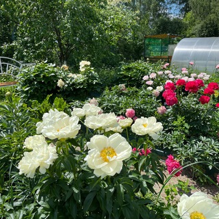 Логотип @pionray_chat - 🌸 Пионовый Рай Чат 🌸