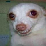 Логотип @pipipupuchek112 - Новости Плюха и Шишки