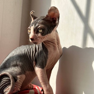 Логотип @pirogi_s_negroni - Барный поэтический ⭕️ имени моего кота.