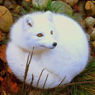 Логотип @piseczizmoskva - Писец Московский