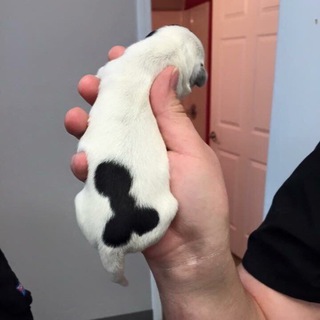 Логотип @piskinprazdnik - Писькин праздник