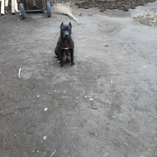 Логотип @pit_menlar - ✵ 🅟🅘🅣 🅜🅔🅝🅛🅐🅡✵