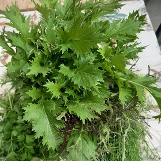 Логотип @pitanie_eda_v_ydovolstvie - 💚ПиТаНиЕ💚 ЕдА💚