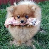 НАТУРАЛЬНОЕ ПРАВИЛЬНОЕ ПИТАНИЕ СОБАК И КОШЕК