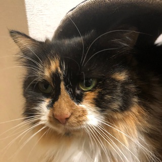 Логотип @piter_kotik - Это Питер, котик!