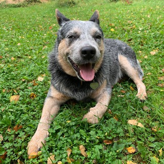 Логотип @pitomcy_szao - Питомцы СЗАО