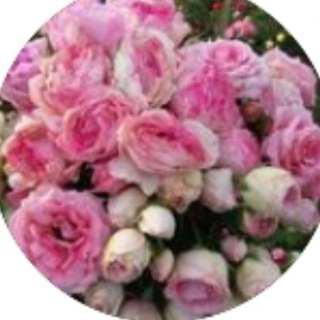 Логотип @pitomnik_roz_uspeh - Питомник роз "Успех"