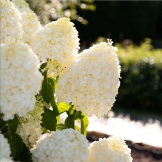 Логотип @pitomnik_yugas - 🌺Гортензии Красноярск🌺