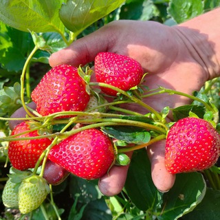 Логотип @pitomnikdolbnya - Питомник Долбня