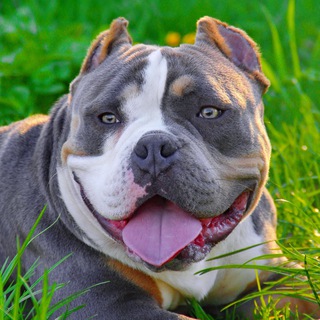 Логотип @pitomniksobak - Питомник Собак