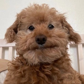 Логотип @piu_chiu - пю чй