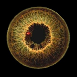 Логотип @pivasosik - PIVAS