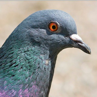 Логотип @pizhon - ⚜️журнал ПИЖОН⚜️