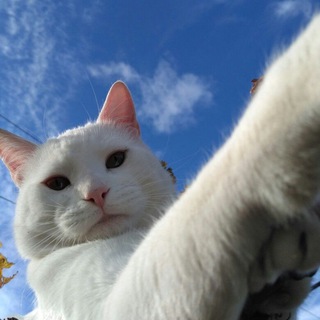 Логотип @pizmisl - пиздатая мысль