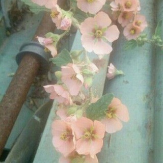 Логотип @plantasmedicinales1 - Plantas medicinales 🌿