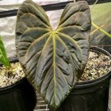 Логотип @plantobsession_chat - про зелёных Chat