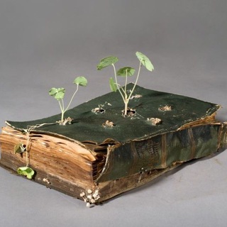 Логотип @plantphilosophy - Viriditas. Философия растений 🌱