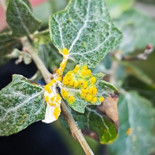 Логотип @plantprotection2023 - Защита растений plant protection🐛🐞🪴🔬