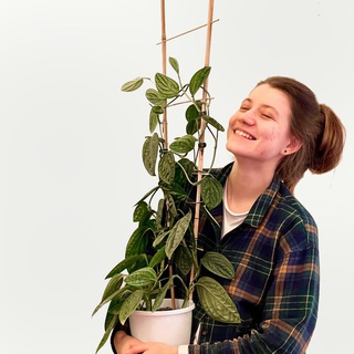 Логотип @plants_ans - Plants_Ans: с 💚 о растениях