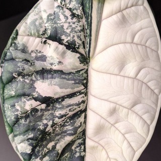 Логотип @plants_kbr - PLANTS_KBR