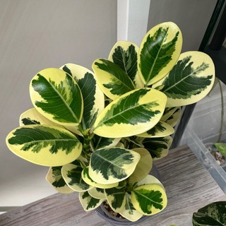 Логотип @plants_momster - Plants_momster 🪴 О РАСТЕНИЯХ