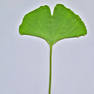 Логотип @plantsads - Планета растений