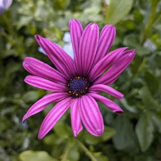 Логотип @plantsfacts - ☘PlantsFacts☘ | Факты о растениях.