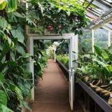 Логотип @plantsjems - РАСТЕНИЯ🌳