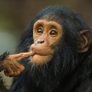 Логотип @ploskieshutochki - Плоские шуточки