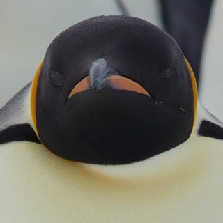 Логотип @plrnk51 - PLRNK