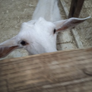 Логотип @plubokava - ✨Моя зайка✨