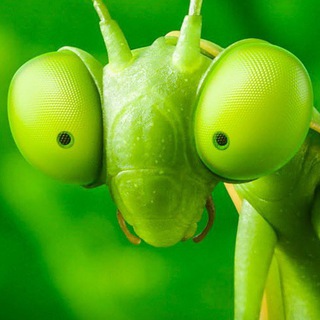 Логотип @plumbum_news - Вкратце