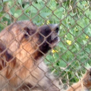 Логотип @plus18brawl - Сливы браво 18+